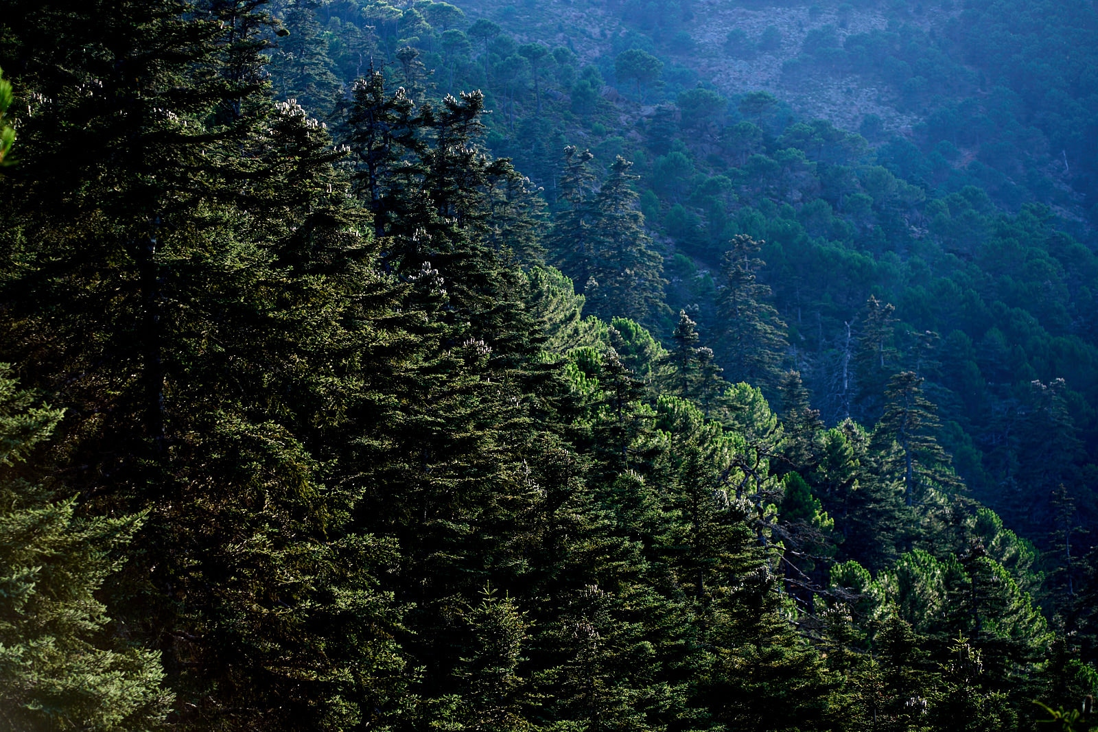 boda en sierra bermeja