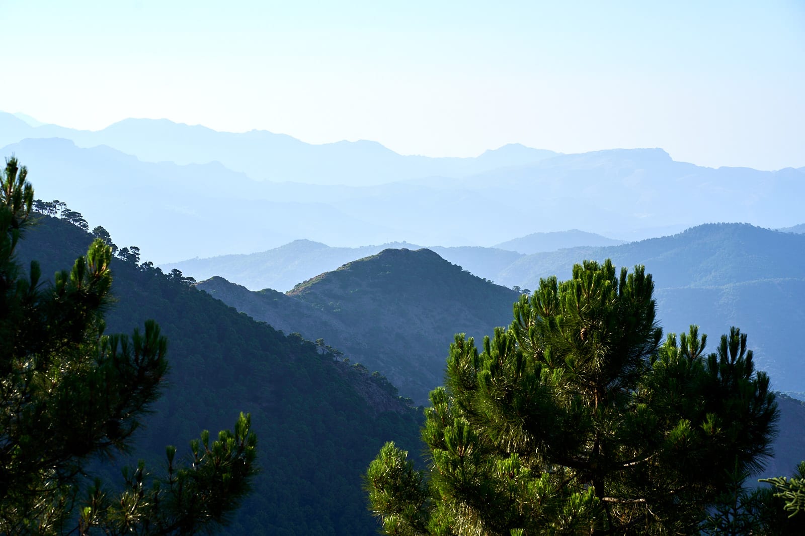 boda en los reales de sierra bermeja